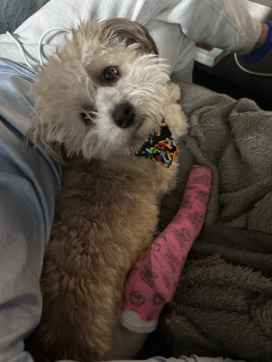 DrKlintPeebles's tweet photo. Great example of what your dog’s X-ray should NOT look like 😢
Very long, stressful week but grateful sweet Mochi is home and recovering after a broken leg. 
Thanks to #VCAsouthpaws for their impeccable care as always. 
#xray #vettwitter #DogsofTwitter #Veterinarian #MedTwitter https://t.co/fAP2gyTv8H