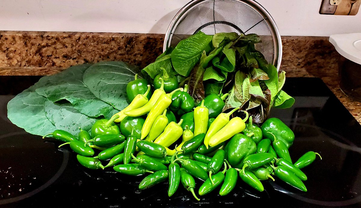 HeatherBecker83's tweet photo. Just hanging out in my cabbage patch! And my October harvest is full of collards, lettuce, bell peppers, banana peppers, and jalapeños!
#gardening #garden #vegetablegarden #wintergarden #zone8a https://t.co/O7jb2diRRo