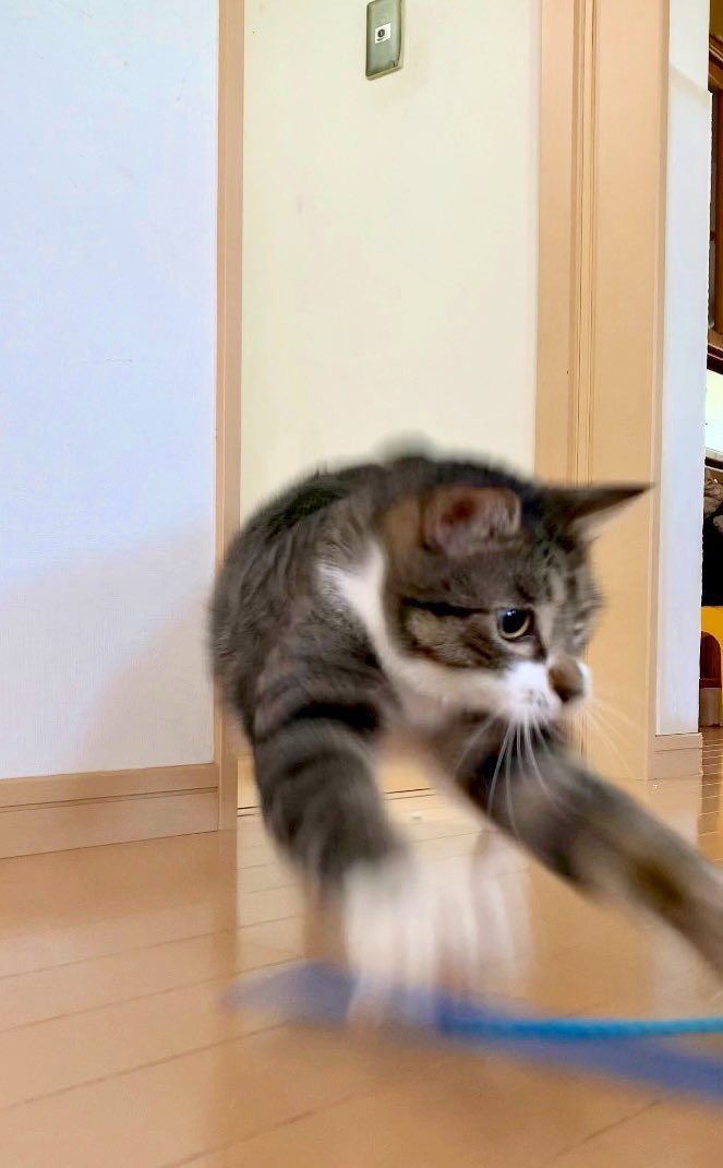 スポーツの秋？猛ダッシュする金時。
#CatsOfTwitter