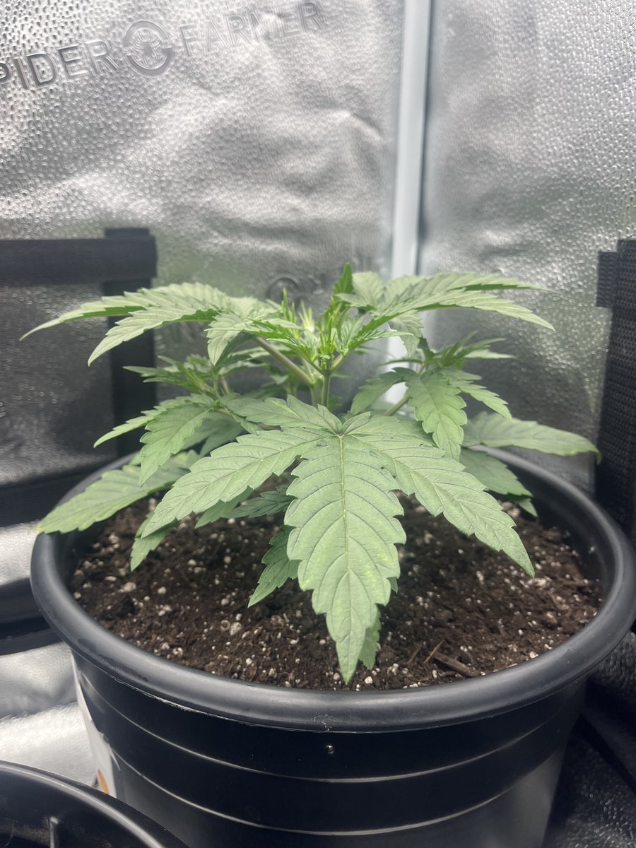 PushnPhosphorus's tweet photo. Day 16: Twisted Tree AutoFlowers: 2 Nova OG
F5s Grown in @coastofmaineorg Stonington.
#Mmembervile #WeedLovers #Weed #OnlyAutoFlowers #cannabis #CannabisCommunity #marijuana #organic #organicgardening #Weedlife #weedsmokers https://t.co/s4ZL0PMvR6