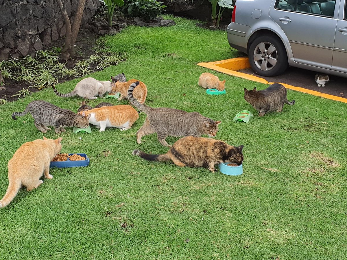moredestructive's tweet photo. En la Comunidad gatuna qué hay @elcolmex se está organizando una rifa para pagar la siguiente tanda de comida de la manada feral cuyo hogar es el colegio y faltan 9 números que vender para llegar a la meta de 40 boletitos vendidos. 

Por favor ayuda con la difusión! https://t.co/UdSSMsOV87