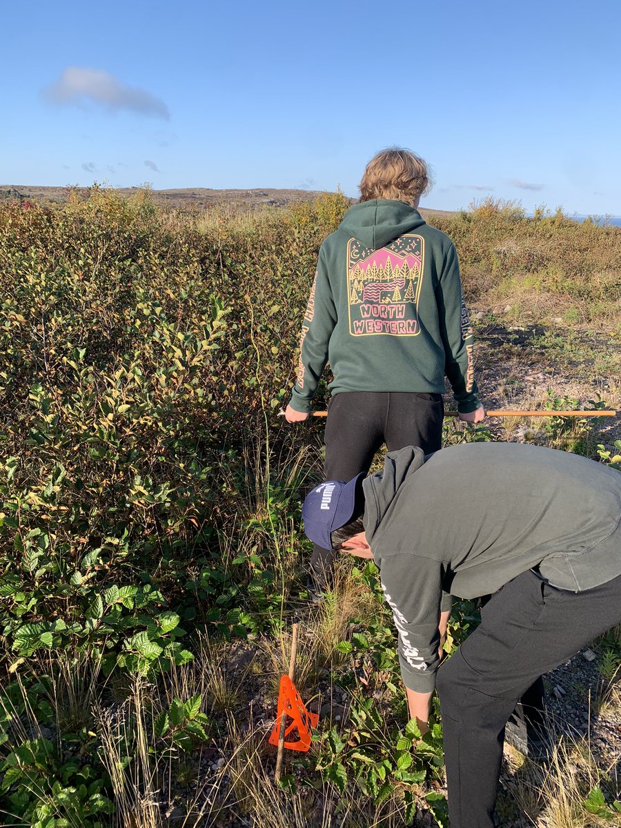 mssheppard_'s tweet photo. Biology 2201 students using sampling techniques to figure out approximately how many alder bushes and honey suckles we have in our school yard @BaccalieuSchool @NLESDCA https://t.co/H3oO8EMENQ