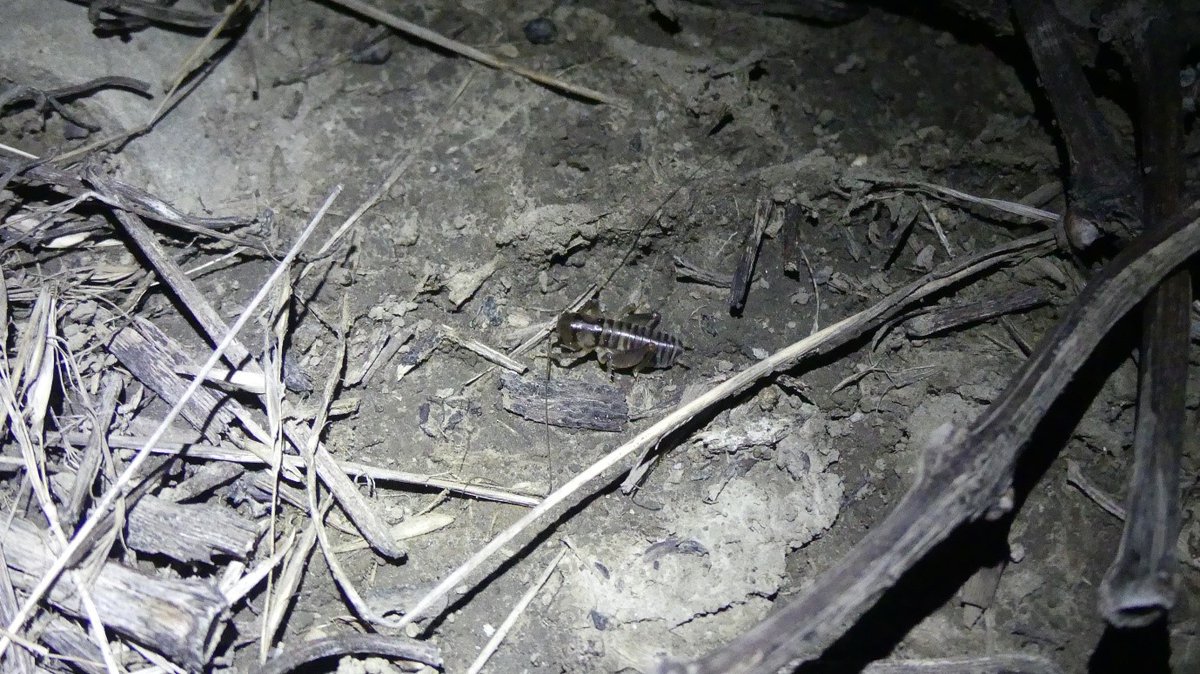 Hunting by headlamps🧐<a href="/plantandfood/">Plant & Food Research</a> <a href="/Bugologists/">Insect Ecology NZ</a> on their second visit to the #Awatere #Marlborough #NZ area searching for ground wētā emerging from their burrows after dark. We aim to unlock sustainable management of Wētā <a href="/BragatoResearch/">Bragato Research Institute</a> 🍇 #entomology #EntomologyRocks