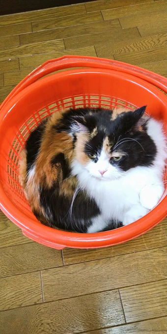 猫は液体 