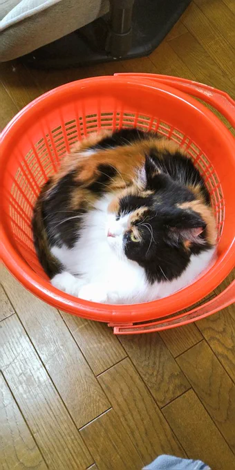 猫は液体 