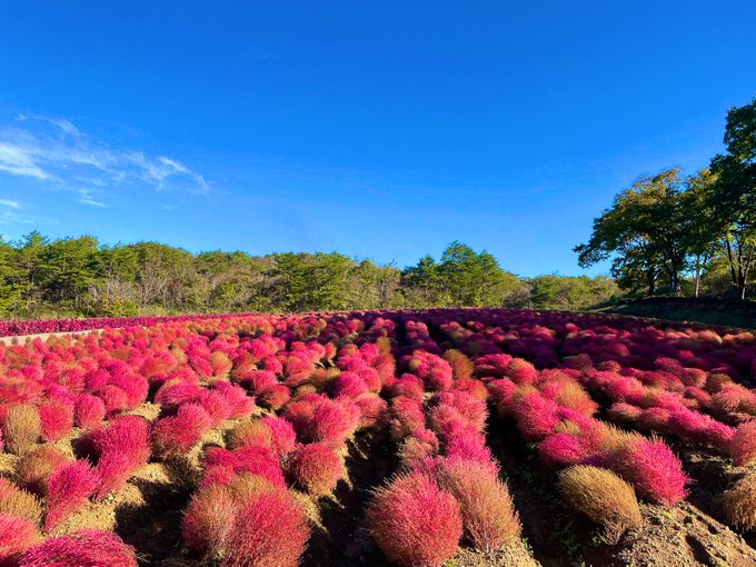 ひるがの高原スキー場 スキー場情報サイト Surf Snow