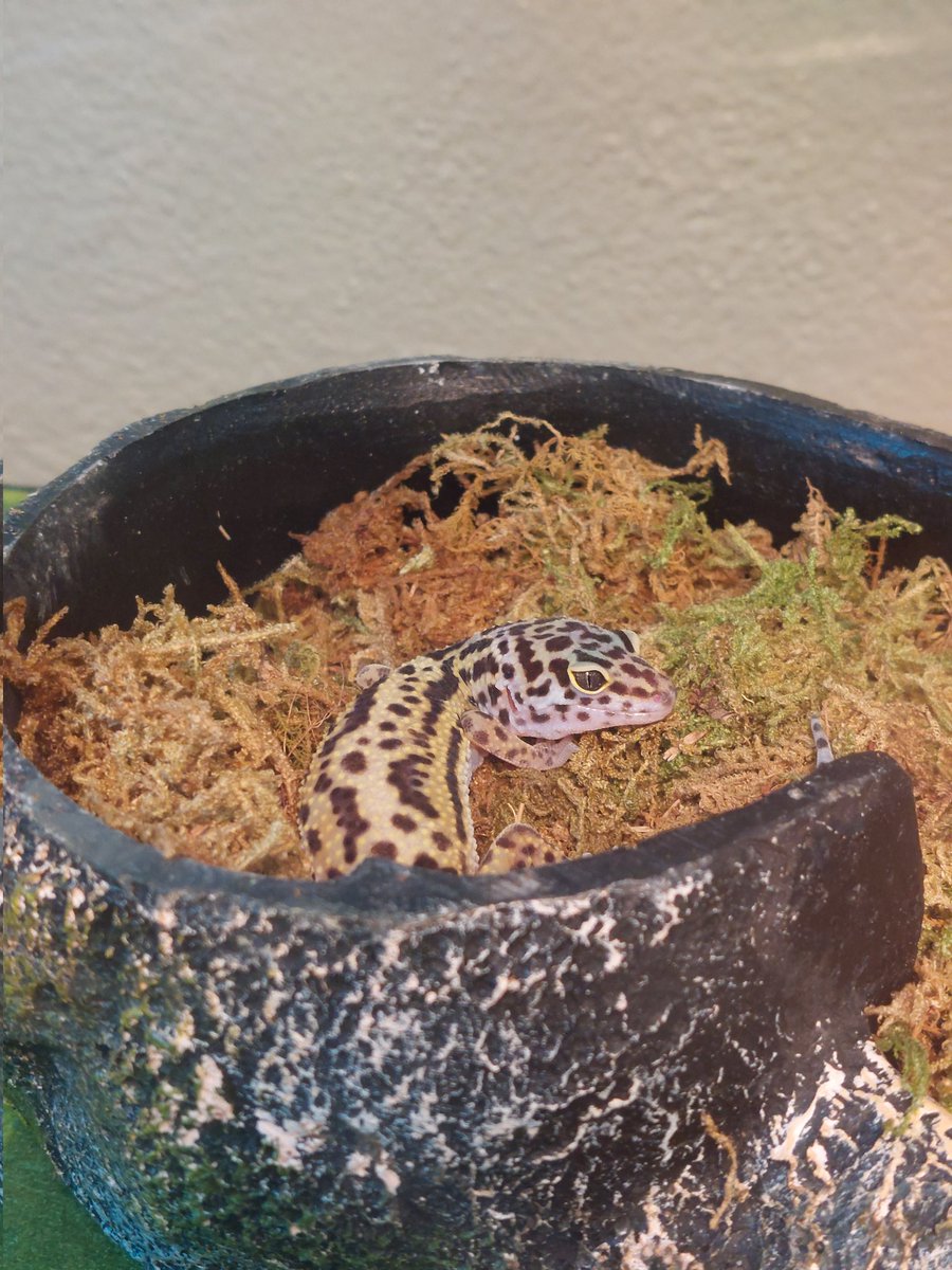 websterteaches's tweet photo. Treeko is loving his new hide at Hyde 😊 #MakeADifference #ESOLrocks @HydeElem https://t.co/dYzwVwHSvj