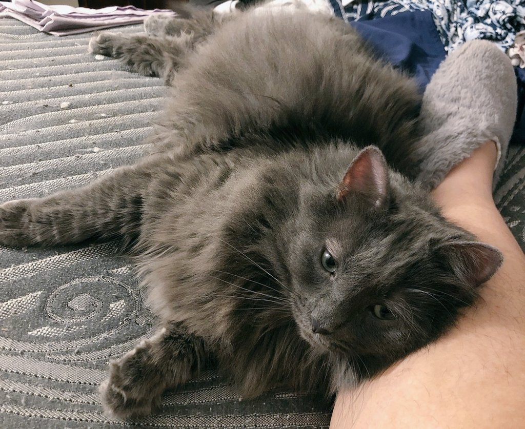CeaselessMeower's tweet photo. mumthr, , pls? an snuggl? https://t.co/ccN6jPIBDc
