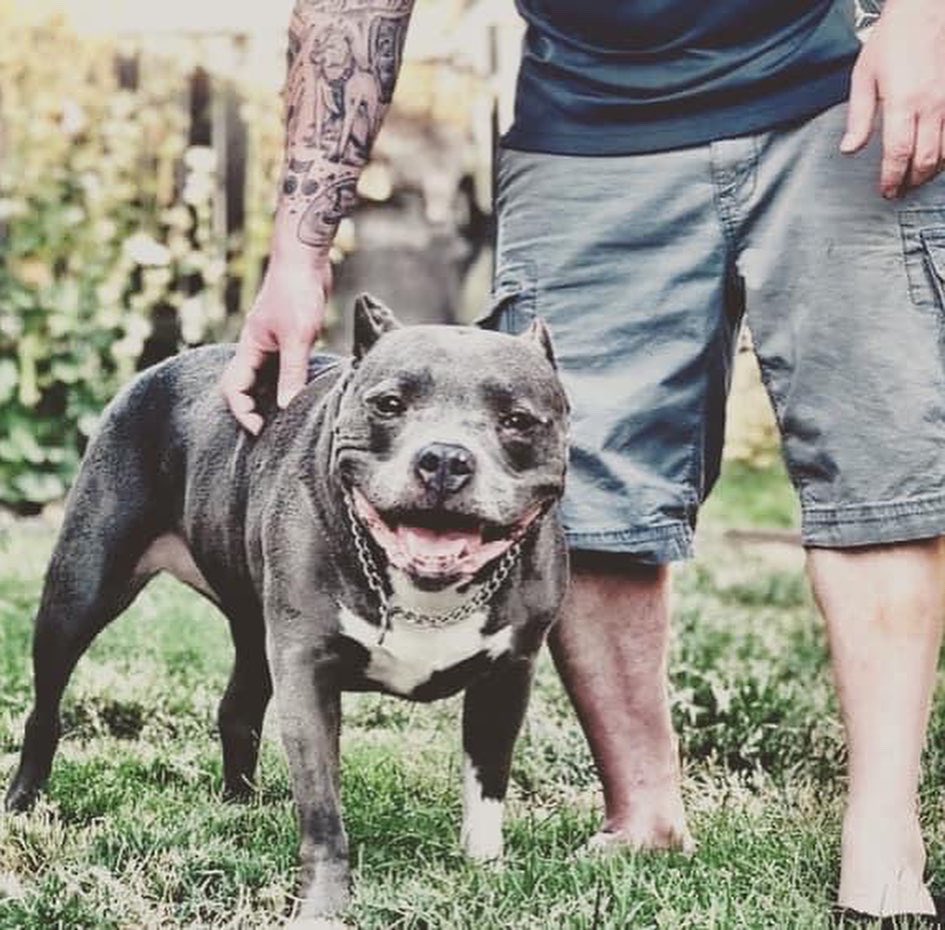 SeanySikkStikks's tweet photo. Fuck the game. I lost my Best Friend today ππ’ #RIPKarma https://t.co/kaZU8uRARj