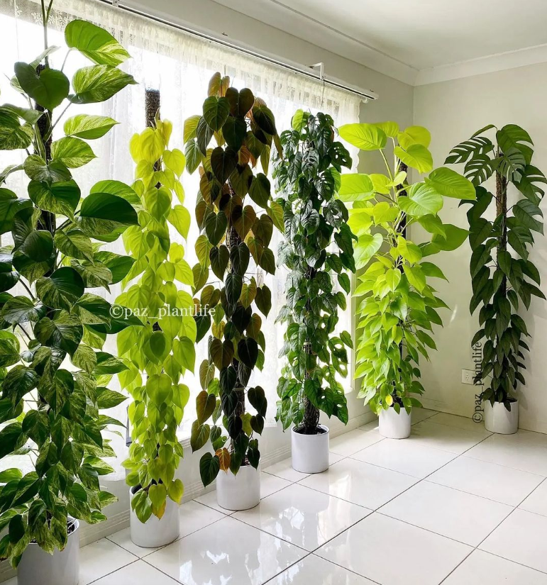 HobbyistPlant tweet picture