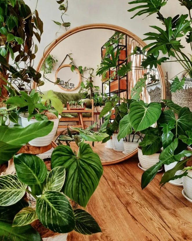 HobbyistPlant's tweet photo. Future home goals 🌿 https://t.co/udgkbz4SiB