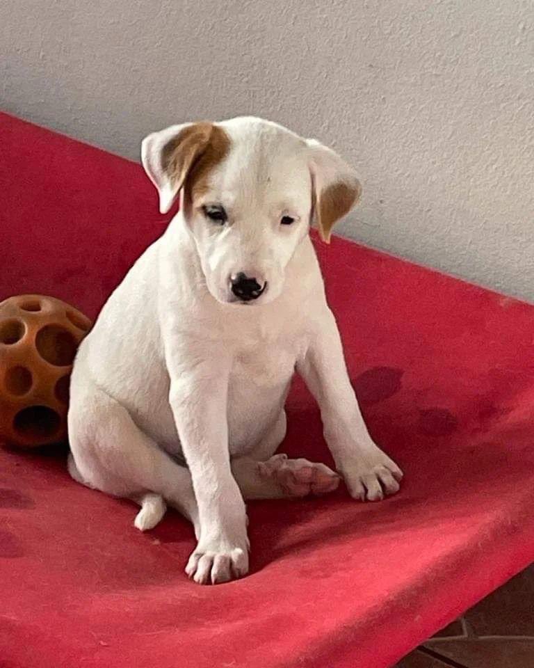 Mientras me cuentan que todos mis hermanitos están durmiendo en la cama de su familia,a mi me toca dormir aquí solita, me aman y cuidan, pero mi sueño sería estar acurrucada con mi nueva familia. Soy Kebbler, tengo 2 a 3 meses y soy una hermosa satita. rabitokontento.org/solicitud-adop…