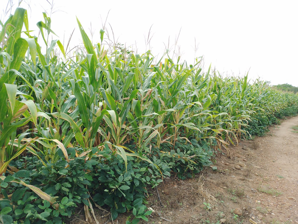 El impacto de la plataforma de investigación Venustiano Carranza en <a href="/hubchiapas/">Hub Chiapas - CIMMYT</a>.
Con agricultura de conservación y cultivos intercalados (gandul, jamaica, canavalia) un terreno que antes no daba 1 t/ha ahora rinde 7 a 8 toneladas de maíz.