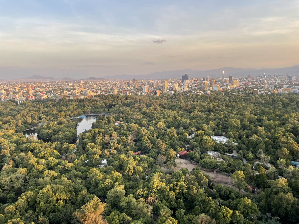 sionshamosh's tweet photo. Encuentra las jirafas. @GobCDMX #cdmx #ciudaddemexico #LaCiudadQueLoTieneTodo #Mexico #bosquedechapultepec #paisaje #lago #Chapultepec https://t.co/2ecIPO2tbI