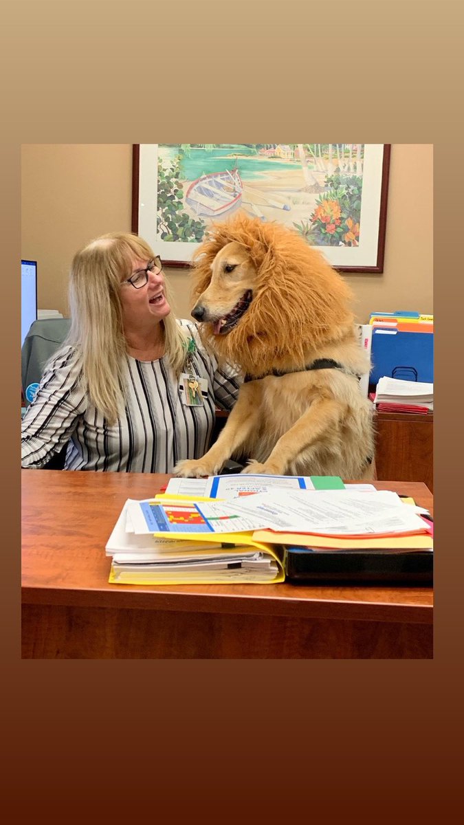 suetravis41's tweet photo. @AnnaRoisman @hqtrivia Buddy the lionhearted my  animal assisted therapy dog with the Humane Society of Broward County ❤️ https://t.co/xMVJUdpJqi