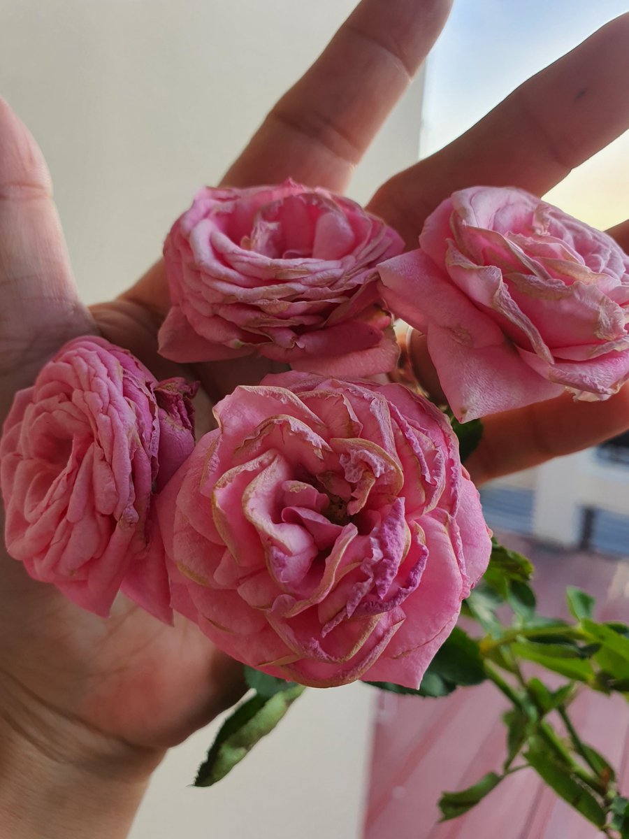 pinklife128's tweet photo. I'll be cutting them soon.. so i'm sharing these pretty blooms... This poem is inspired by your interview saying you want to be a dog and i realized i want to be a song.. @henrylau89
#cheerupHenry https://t.co/6IRc5gKCM0