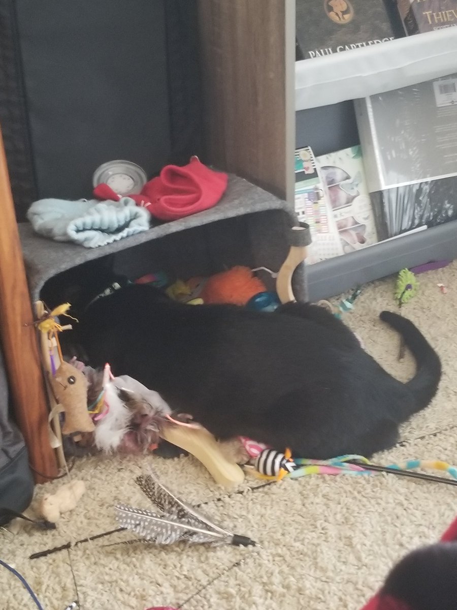 mikknu's tweet photo. Send sleep, I look like a raccoon 😭😭😴

Bonus Tim tearing up his toy box

[ #StudytwtSelcaDay #studytwtpets ] https://t.co/kNrXUTd1gM