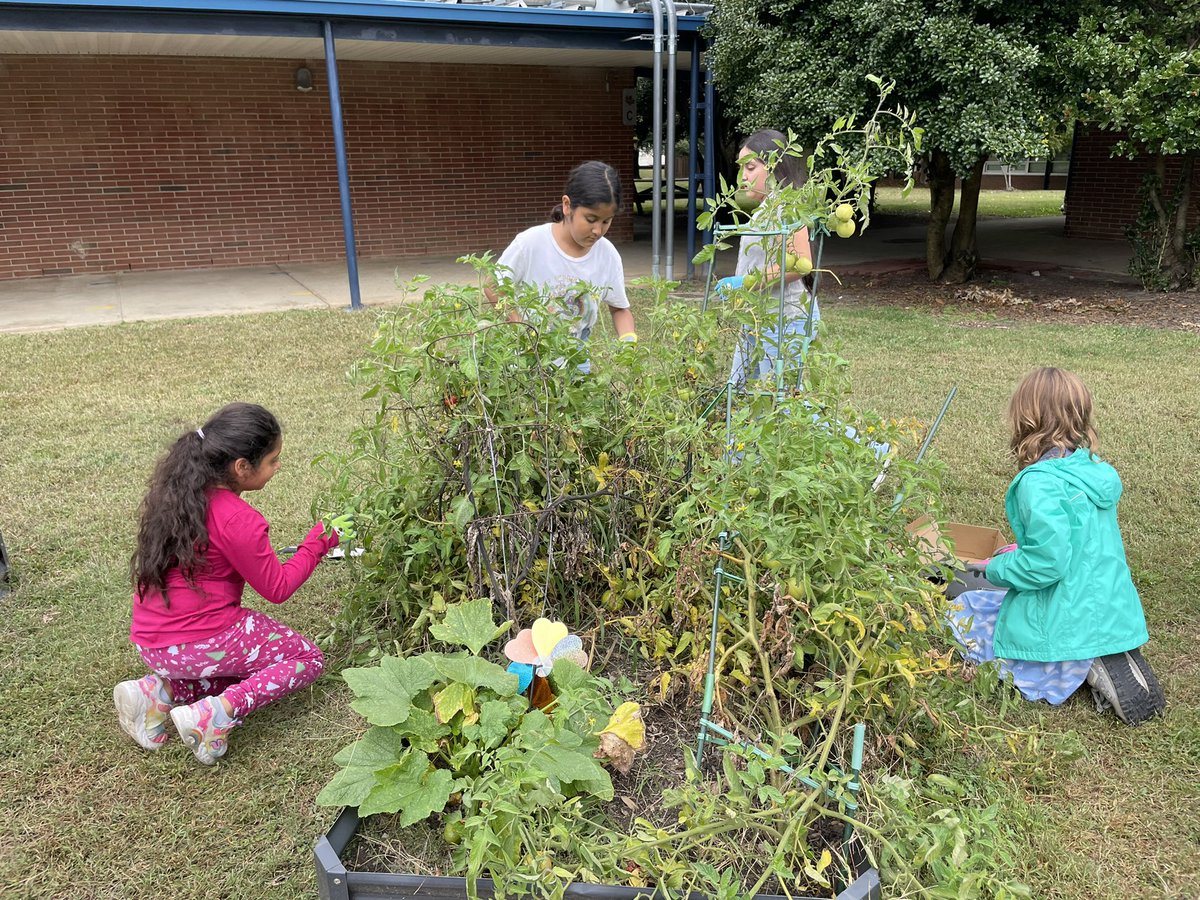 Teachnmomma's tweet photo. Half of the Garden Leaders @PinchbeckESRays met today to start the final harvest and cleaning of the garden. Lots of #collaboration and #teamwork happened to pull some mighty strong plants out of the ground. #authenticandconnected @HCPS_Innovates #alittledirtneverhurt https://t.co/5k8gHt9k7J
