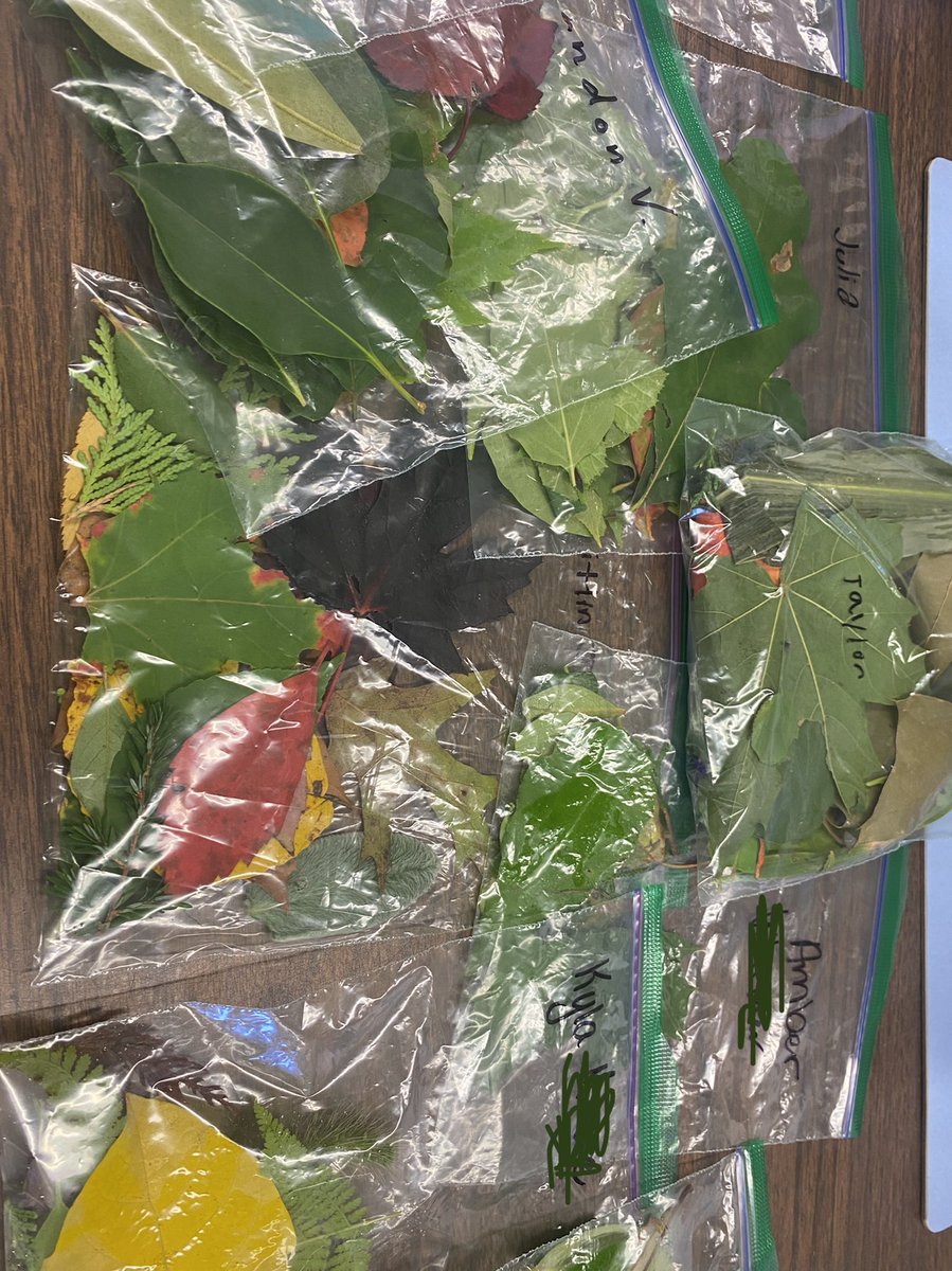 MollyBreen5's tweet photo. Students showing off the biodiversity from their own back yards🍁 🍂 🍃 https://t.co/IfABLPAfu4