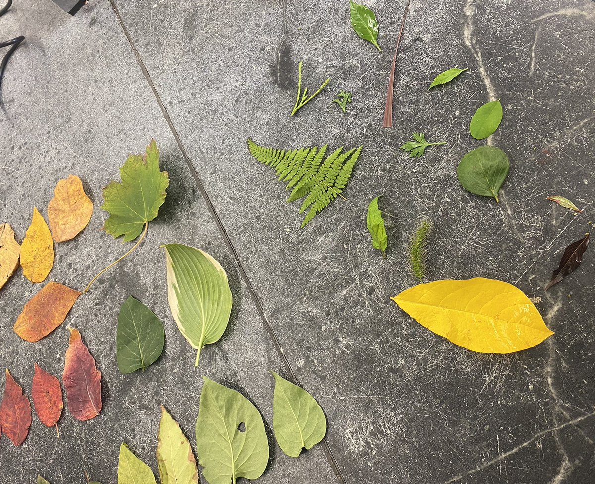 Students showing off the biodiversity from their own back yards🍁 🍂 🍃