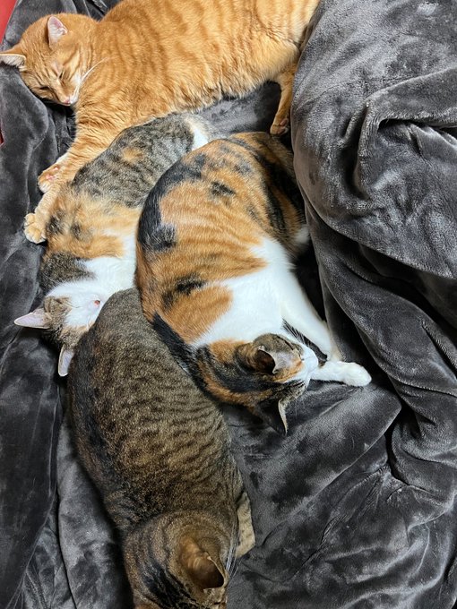 これは猫魂でもっとも栄養素がある部分 