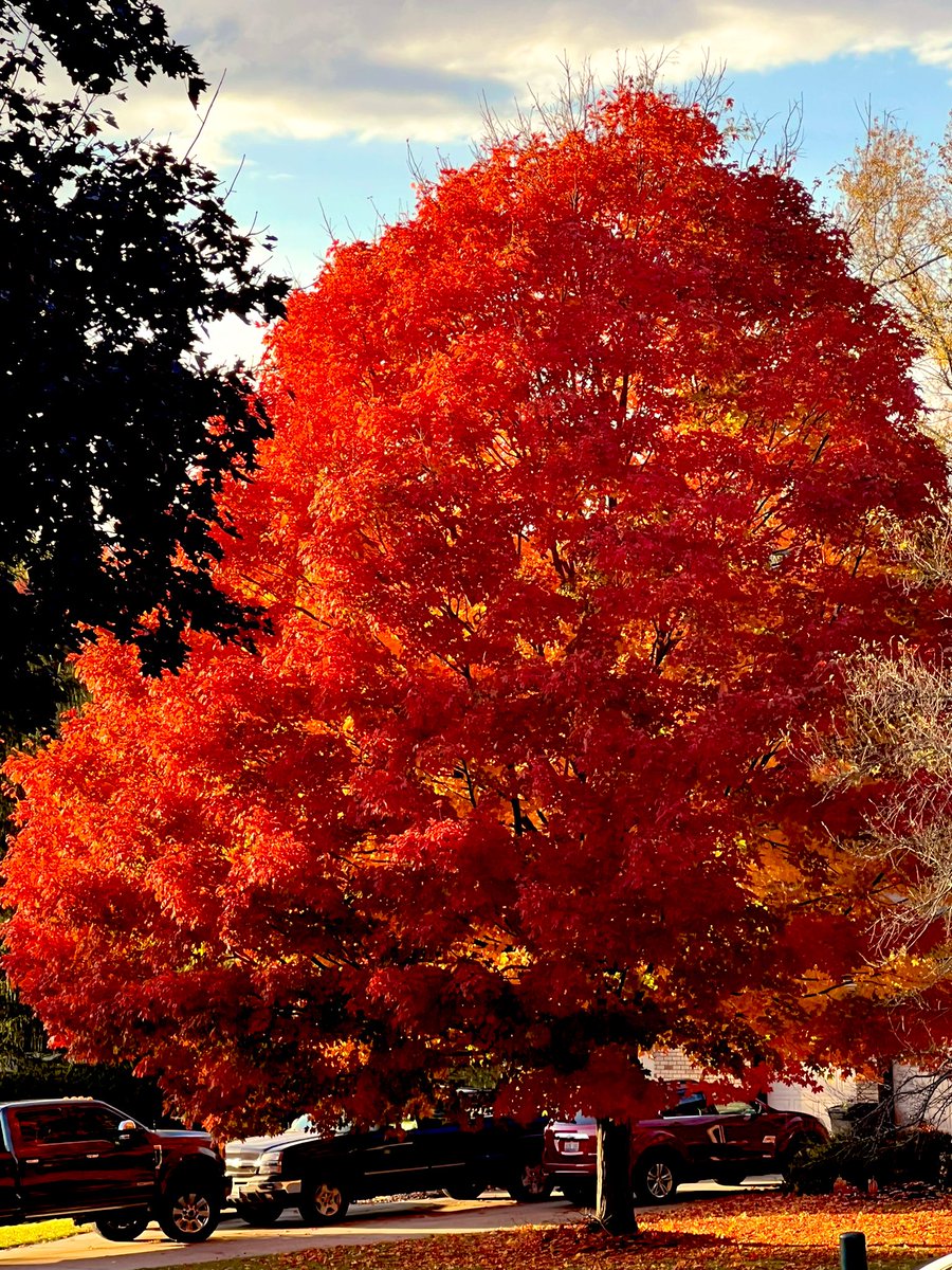 MikeParry86's tweet photo. A few tree photos from the last couple days. I wish this would last longer than 2 weeks. All I want to do is drive all over to see how beautiful they are this year. @RJMack65 @EricWFMJ @NWSCLE @SamRobertsWX @JasonNweather @neoweather_us @ericposton @accuweather @WeatherNation https://t.co/GGp4O1JWap