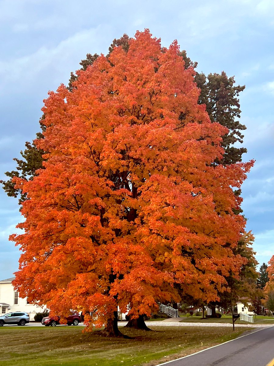 MikeParry86's tweet photo. A few tree photos from the last couple days. I wish this would last longer than 2 weeks. All I want to do is drive all over to see how beautiful they are this year. @RJMack65 @EricWFMJ @NWSCLE @SamRobertsWX @JasonNweather @neoweather_us @ericposton @accuweather @WeatherNation https://t.co/GGp4O1JWap