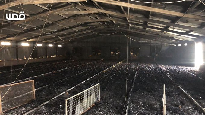 cjwerleman's tweet photo. Jewish settlers set fire to a Palestinian-owned farm near the city of Nablus in the occupied West Bank, killing 30,000 chickens. https://t.co/C3JoEtNoWJ