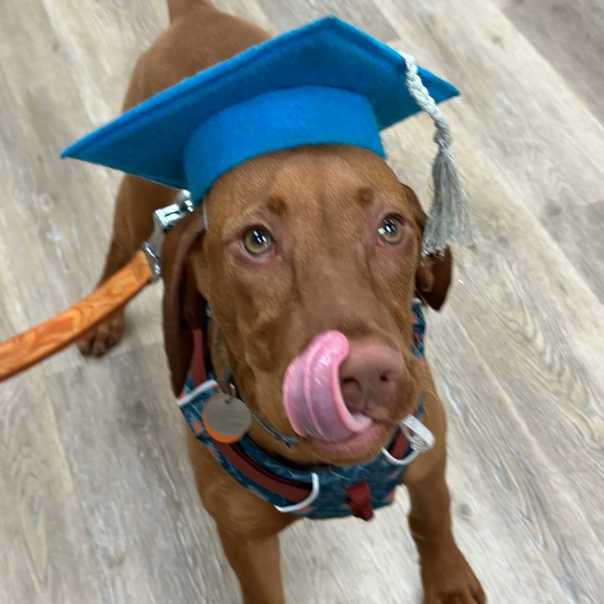 Yonder: 'My humans just finished attending puppy kindergarten, so why am I the one wearing this cap?' 🎓😂

#vizslapuppy #corecanine #puppykindergarten #dogtraining #IntrepidPupYonder #whatagoodboy