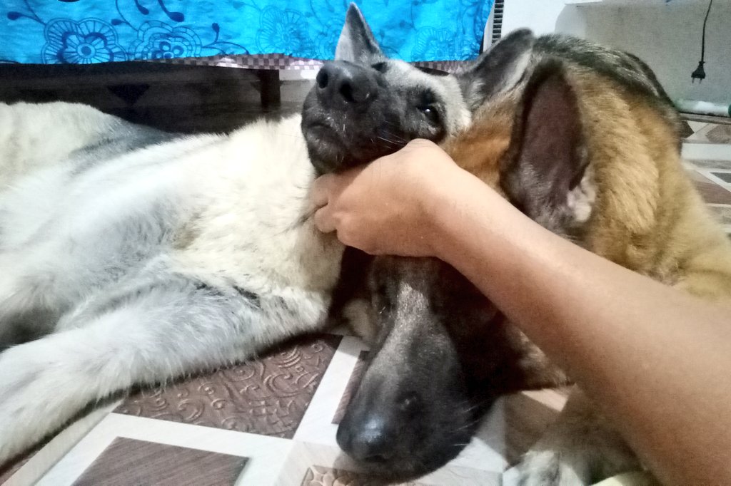 Brownboy5201's tweet photo. #Suprabhat Dosto ☀ 😴
#goodmorning #gsd #cutegsd https://t.co/bFMi23wymf