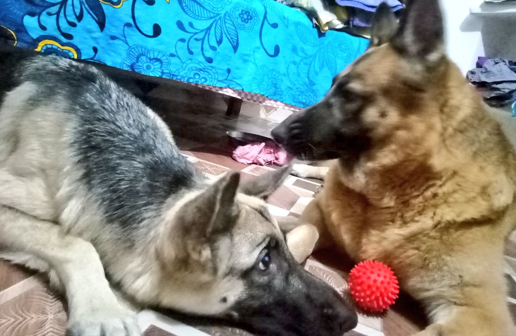 Brownboy5201's tweet photo. #Suprabhat Dosto ☀ 😴
#goodmorning #gsd #cutegsd https://t.co/bFMi23wymf