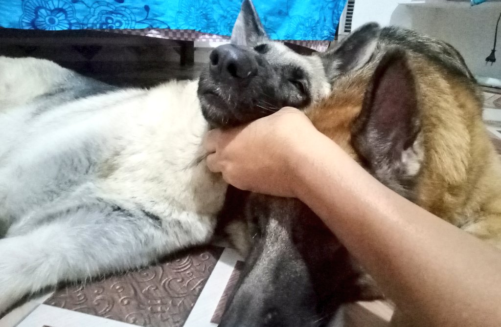 Brownboy5201's tweet photo. #Suprabhat Dosto ☀ 😴
#goodmorning #gsd #cutegsd https://t.co/bFMi23wymf