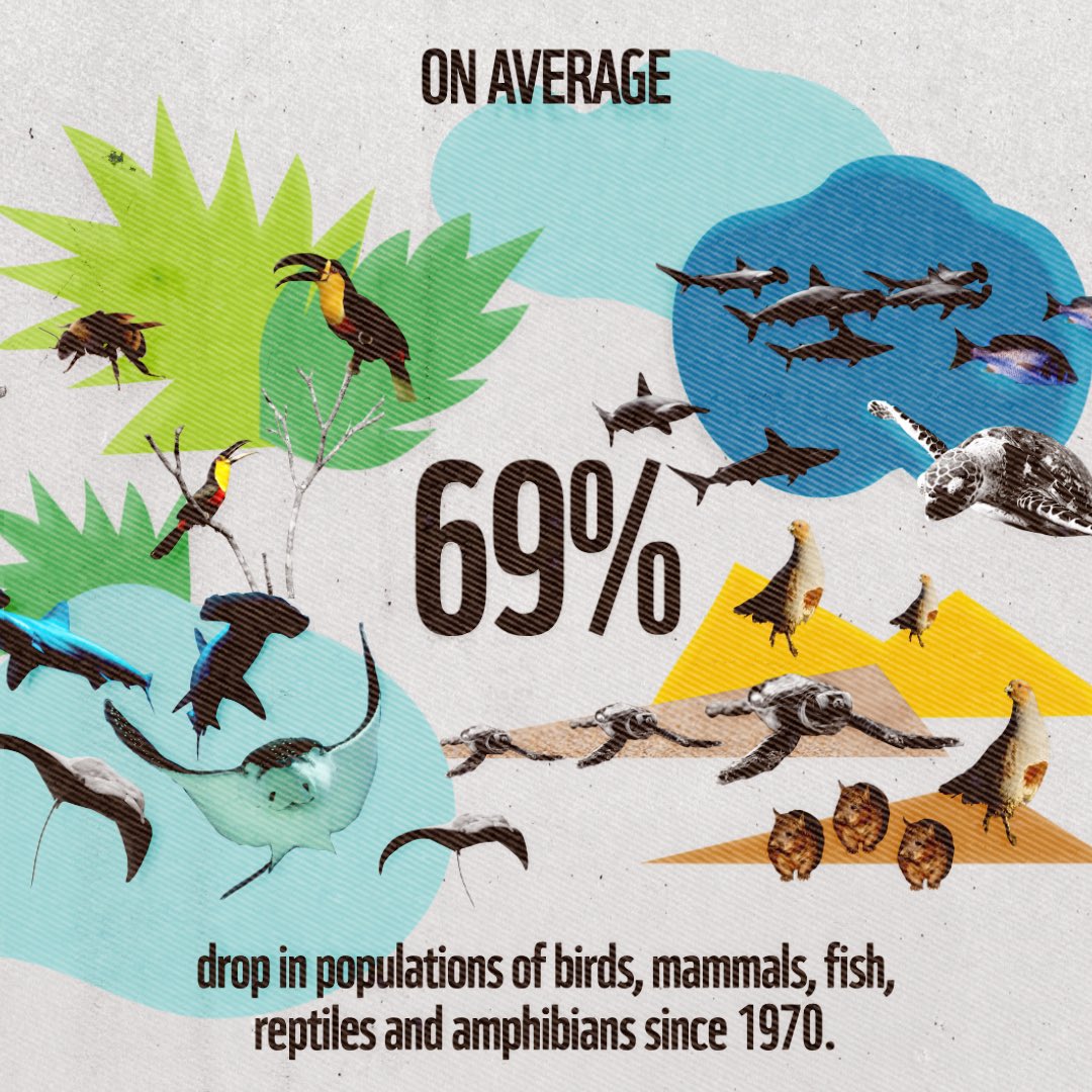ParveenKaswan's tweet photo. In an alarming report by WWF. There is an average 69% drop in population of mammals, birds, reptiles and amphibians since 1970. Yes this sharp drop within such short span. Do we care !! 

https://t.co/VAqWS2ciSo https://t.co/8xsRhoh7cK