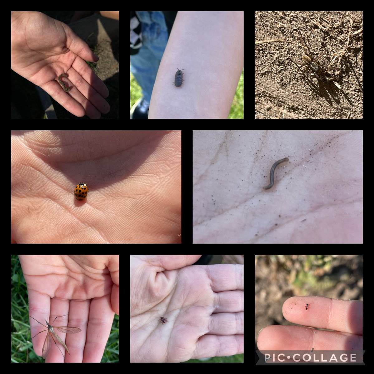On Tuesday, <a href="/EIMGrade3/">E. I. McCulley - Grade 3</a> headed outside to check out the gardens at our school. Their task was to see what kind of creatures lived in the soil. A blast was had by all! #SoilFun #OutdoorLearning <a href="/EIMJaguars/">E.I. McCulley</a>