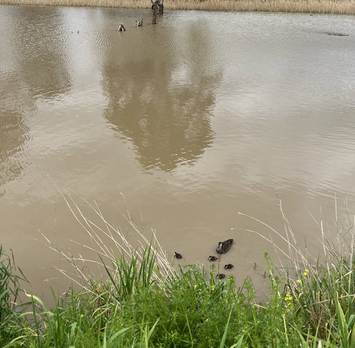 catleviston's tweet photo. Duck family turning lemons into lemonade. 🦆💛 https://t.co/O9stgvKWj4