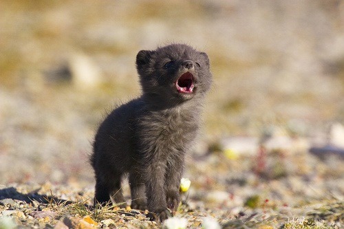 DarknesssX2's tweet photo. @KiranaYonome So heckin cute https://t.co/a033zEIsk8