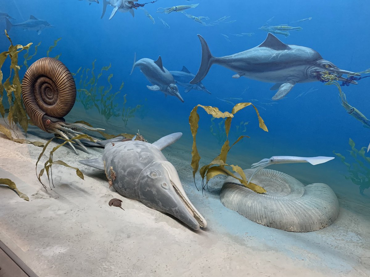 roukaryu tweet media