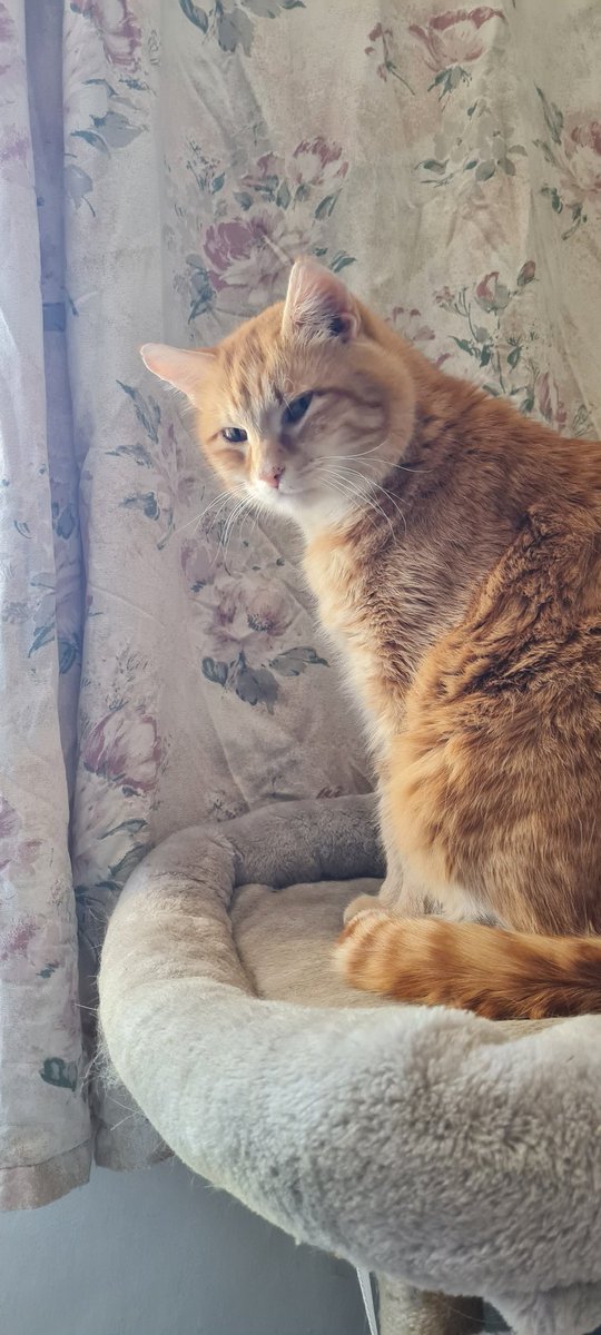 TinkerB32882250's tweet photo. #CatsOnTwitter https://t.co/gORfizeZ4V