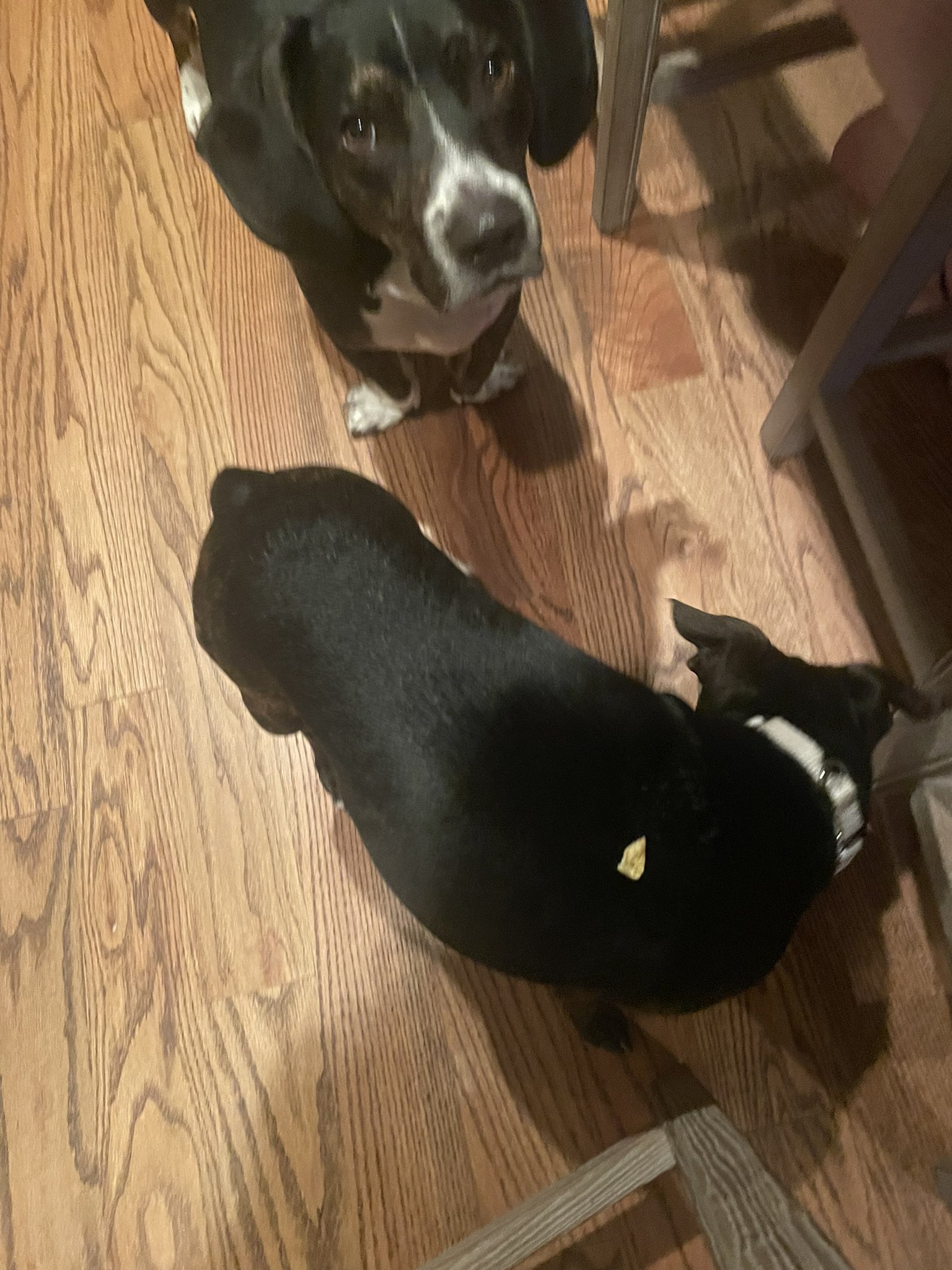 Isabella Revilla-Farrelly on Twitter: "Dawn with a chip on her shoulder