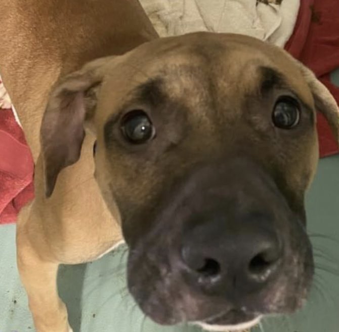 So terrified he needs to be carried to his kennel, Rodd #154795 at just 9 MONTHS old dies in NYCACC Saturday . Underweight and unsocialized, he arrived with his litter mate who was adopted. Fearful of strangers, HE NEEDS URGENT HELP! Please pledge RT RODD! m.facebook.com/story.php?stor…