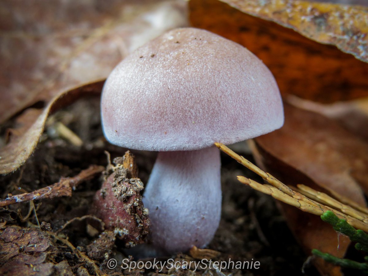 SpookyShrooms's tweet photo. Lepista nuda - Blewit sp.

*Not 100% sure on this one. Feel free to let me know if you can ID differently.*
#fungi #fungiphotography #fungilove #mushrooms #focusonfungi #mycology #mycologyphotos #mushroomphotography #pnwfungi #fantasticfungi #blewit
#blewitmushrooms https://t.co/iTf2rX4Mqo