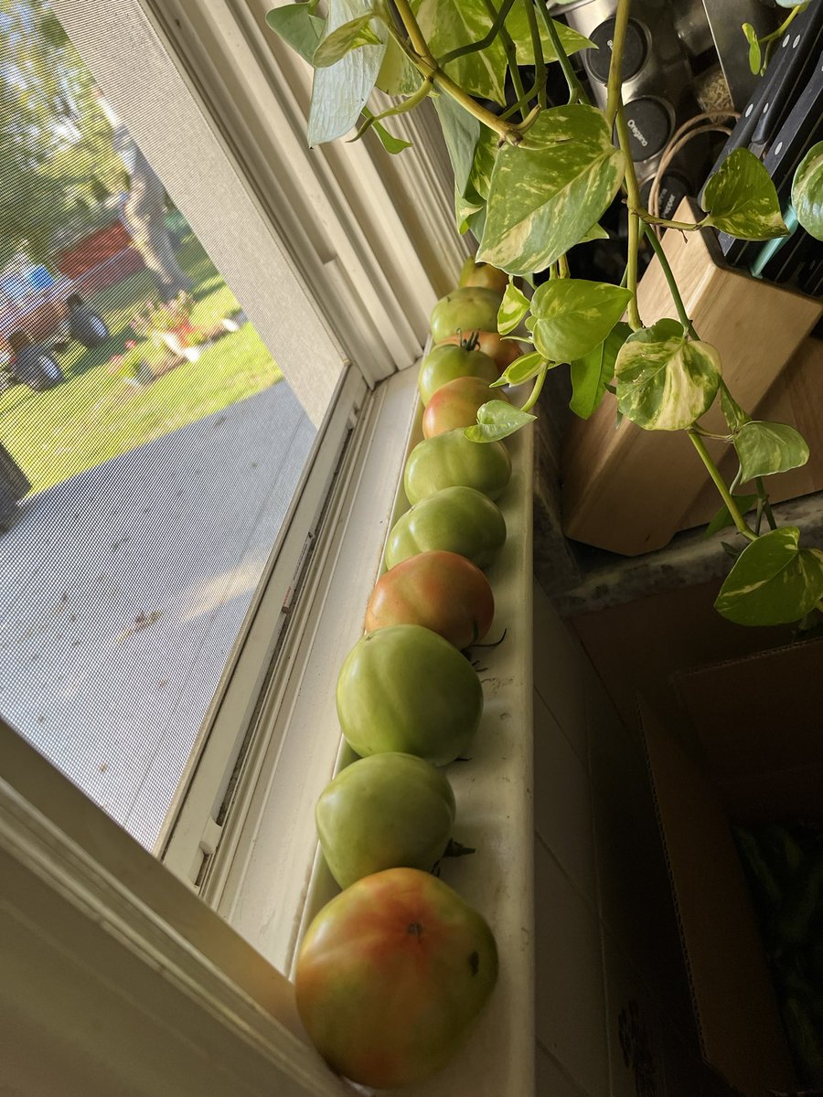 doreenmsmith's tweet photo. #Finalharvestbeforethefirstfrost https://t.co/QagSboJ3HC