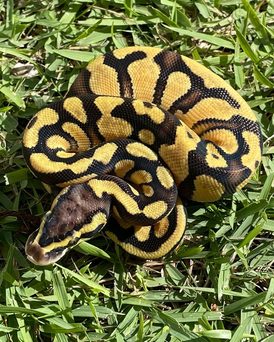 XYZReptiles's tweet photo. Baby Pastel Ench i#BallPythons https://t.co/UcRn0aKMUG In Stock. Buy Now Pay Later! #XYZReptiles #BallPython #BabyBallPython #BallPythonMorph #PythonRegius #RoyalPython #Snake #Pets #Reptiles #EnchiBallPython https://t.co/qMx5CMVjXj