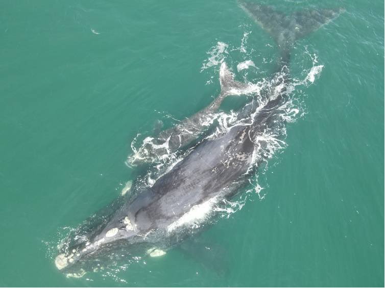 DefendamsChiloe's tweet photo. ! Maravilloso !
Avistan ballena franca austral en peligro crítico de extinción cerca de #Concon .
😀👏😀
@CCC_Chile @ballenaschile @cienciaceaza @max_bello_m https://t.co/wrKfoVmXpz
