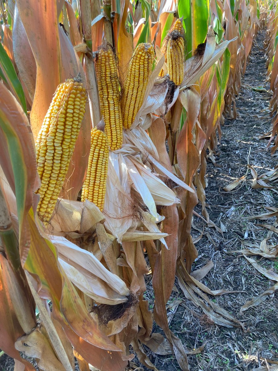 Whoa! 6228 has caught our attention down in Missouri! This #NONGMO powerhouse is looking GOOD!