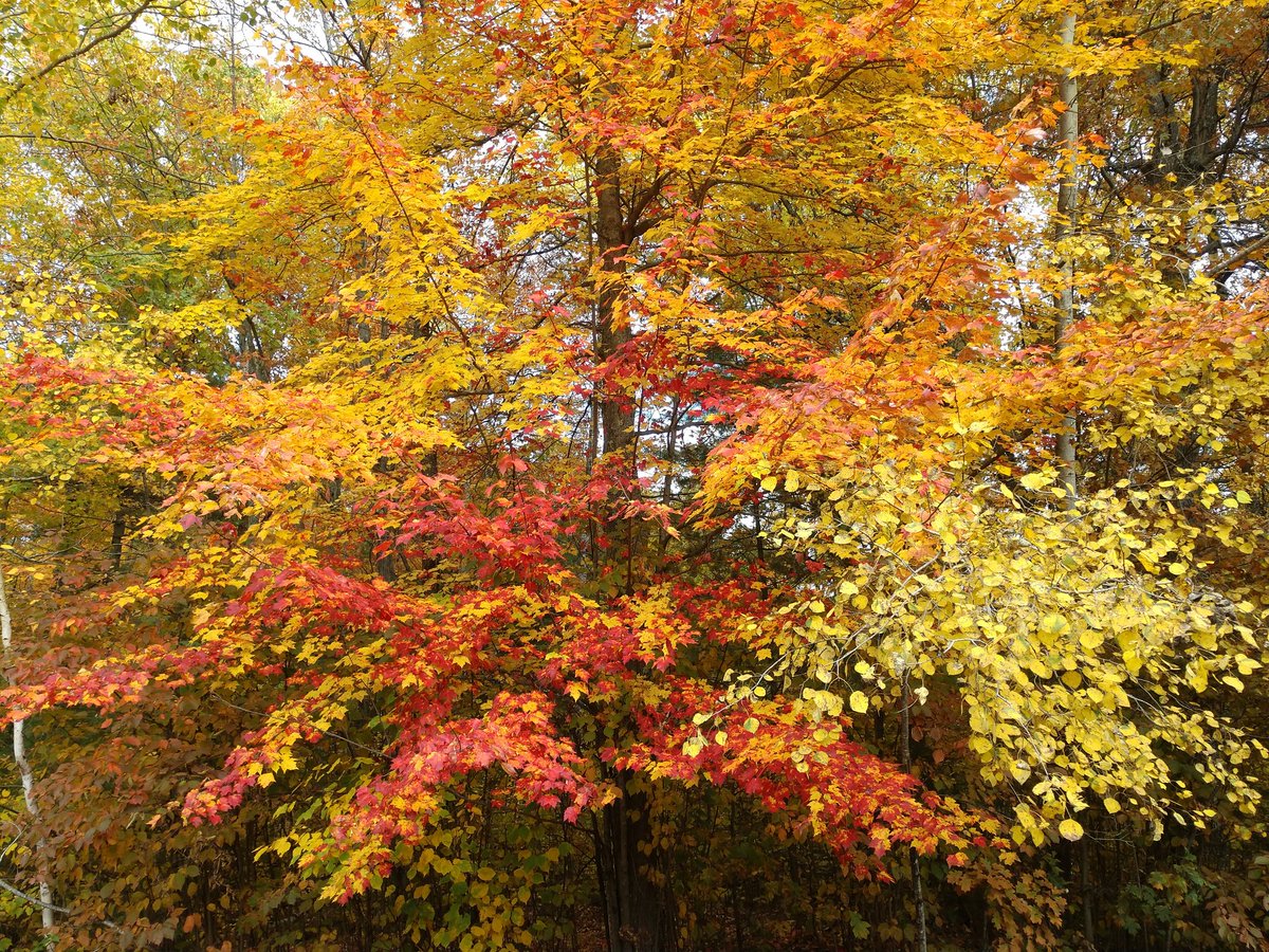 George Schroeder tweet media