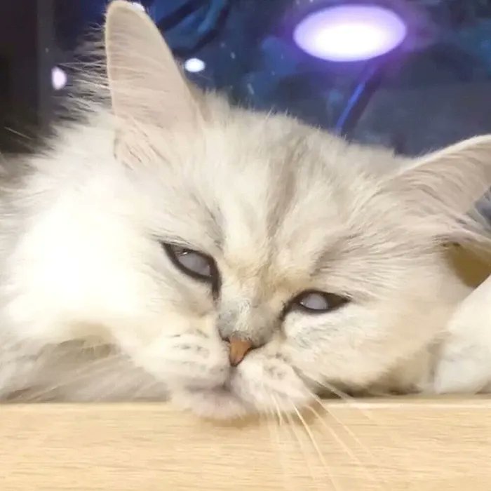 「みてるのは悪夢?」熟睡中に猫の顔がピクピク動くお話【連載】渋ネコししまるさん#171|ねこのきもちWEB MAGAZINE https://t.co/06VdfNH862 