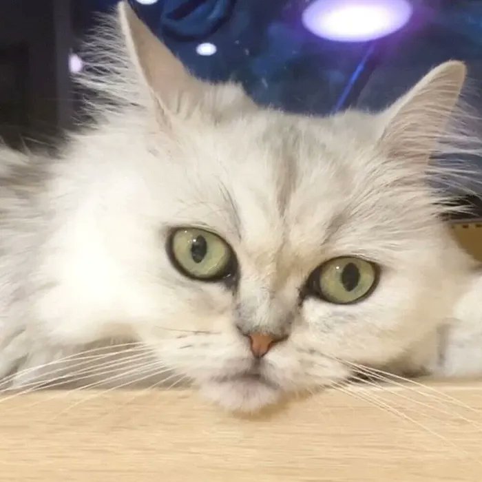「みてるのは悪夢?」熟睡中に猫の顔がピクピク動くお話【連載】渋ネコししまるさん#171|ねこのきもちWEB MAGAZINE https://t.co/06VdfNH862 
