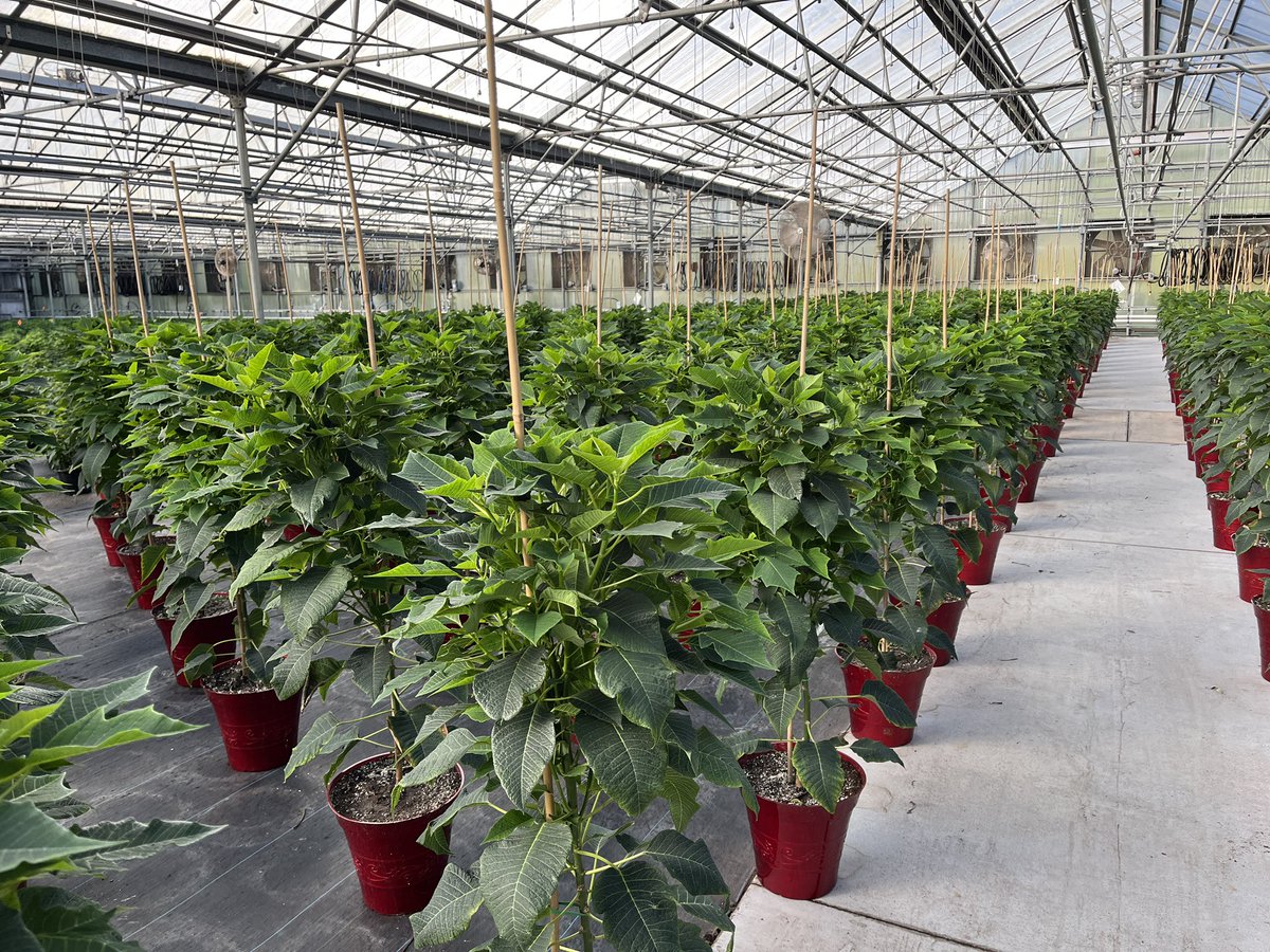 BellNursery's tweet photo. And so it begins, the holidays will soon be upon us. Our 10”poinsettias were planted in July &amp; require continuous care to produce an exceptional final product. Great job team Bell! #poinsettias #holidays2022 #rightaroundthecorner @brettguthrie8 @brianfrombell https://t.co/N2D6TrOYG3