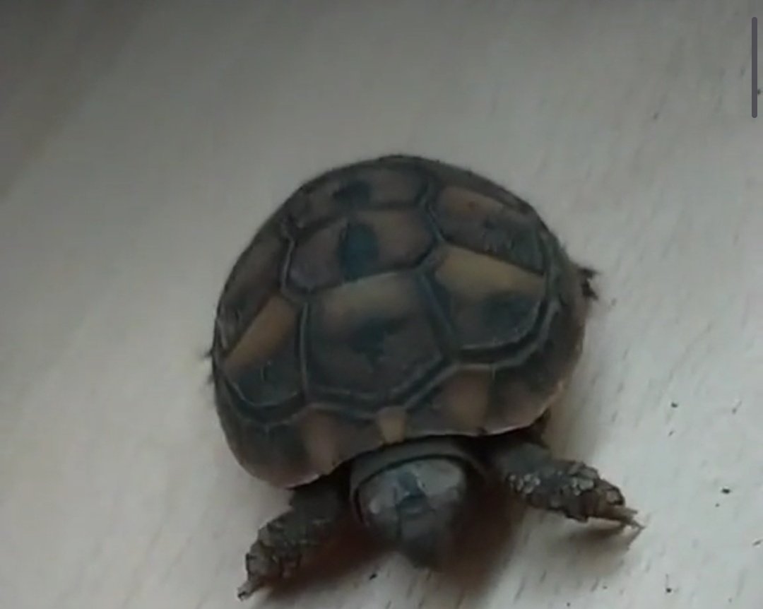 sonostronzoo's tweet photo. @JamesLucasIT La mia tartarughina di terra invece è morta, aveva pochissimi mesi e si chiamava Snoop. Ciao Snoop,mi manchi😕🐢 https://t.co/me4SMKuW1n